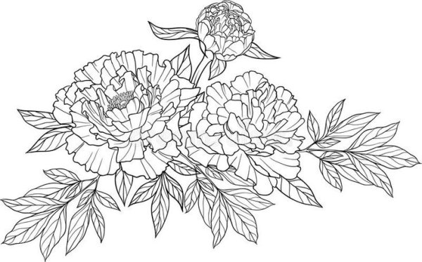 Пион черный контур