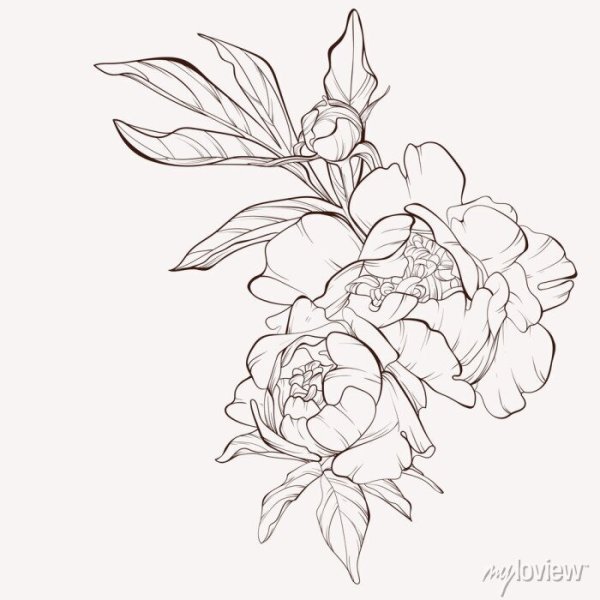 Эскиз пионы с листьями