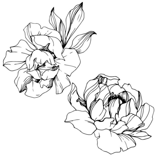 Пионы вектор черно белый