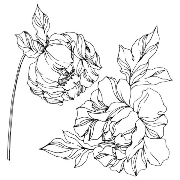 Пионы вектор