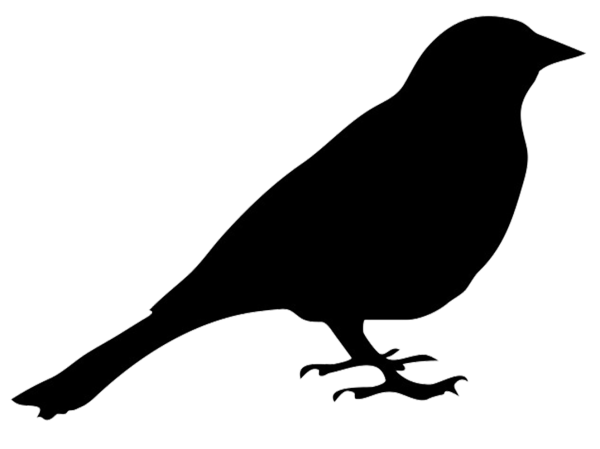 Силуэтное изображение птиц