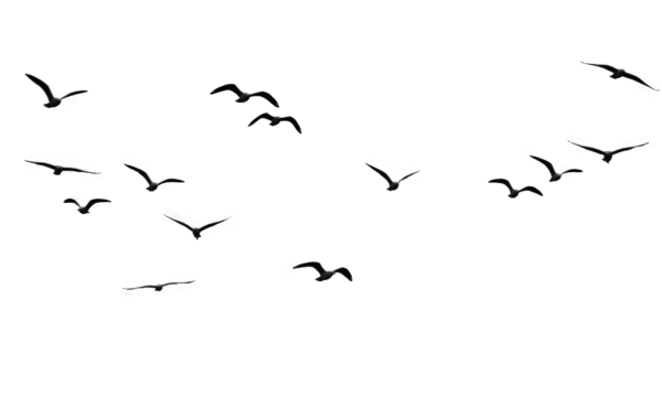 Птицы в небе