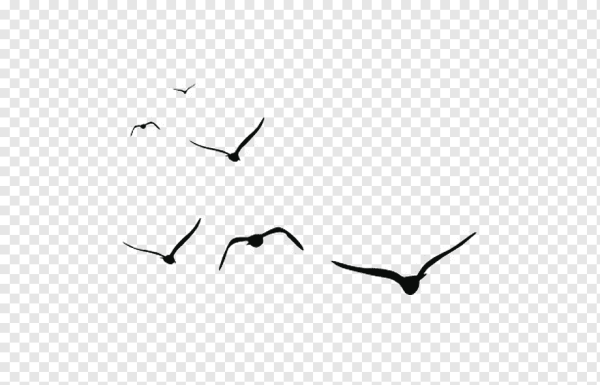 Birds line PNG
