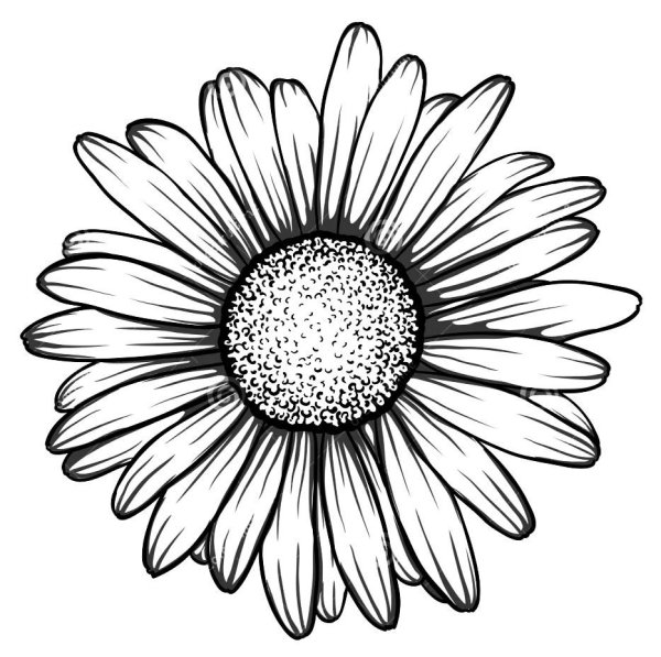 Силуэт ромашки на прозрачном фоне