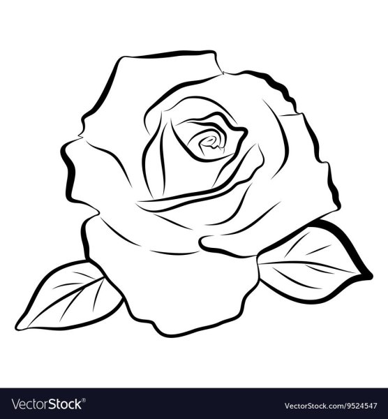 Бутон розы линией