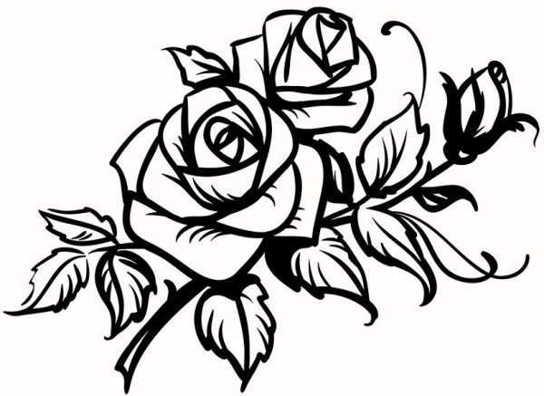 Роза вектор чб