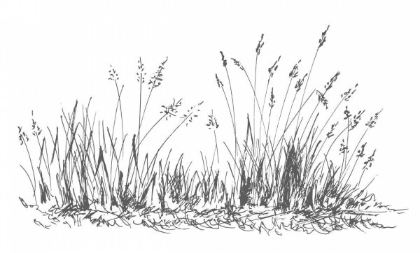 Схематичное изображение травы