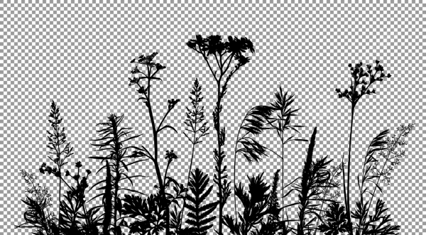Силуэт травы на прозрачном фоне
