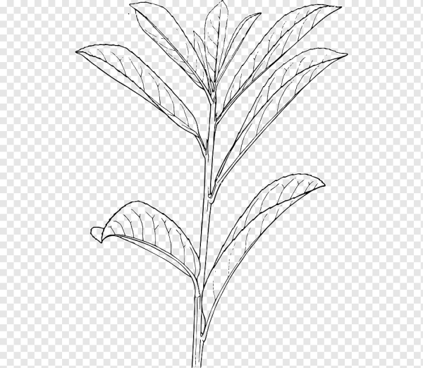 Растения без фона эскиз
