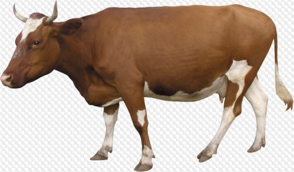 Корова картинка без фона