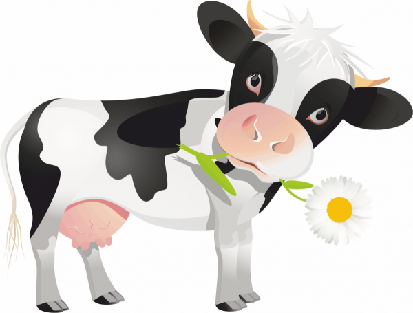 Теленок на белом фоне