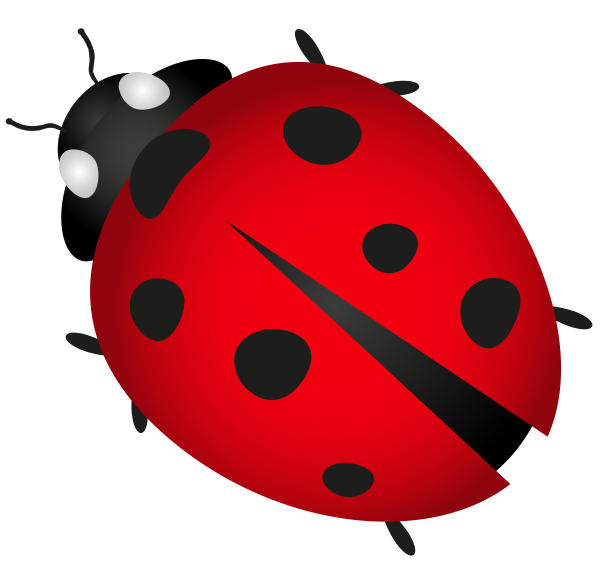 Ladybug Божья коровка