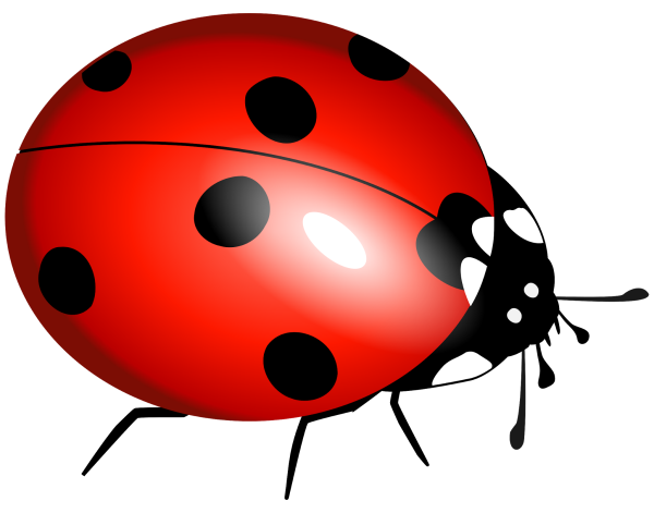 Ladybug Божья коровка