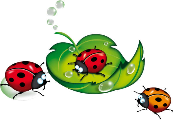 Божья коровка на прозрачном фоне