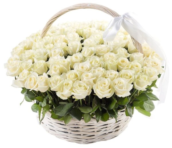 101 Белая эквадорская роза