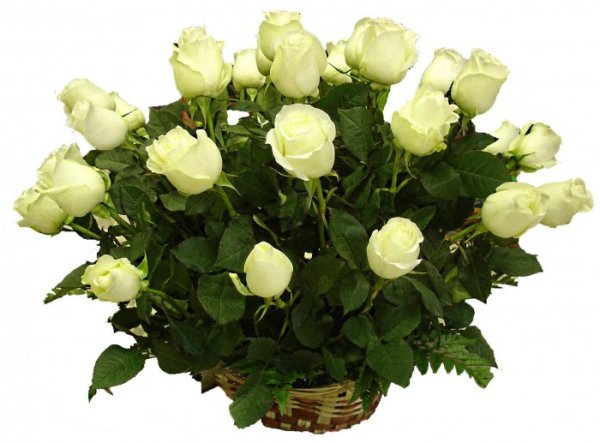 Букет белых роз на белом фоне