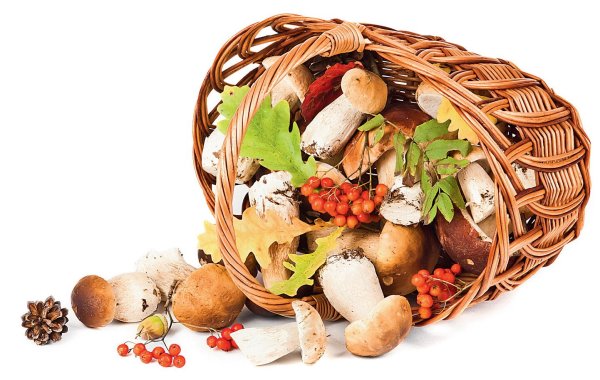 Корзинка с грибами без фона