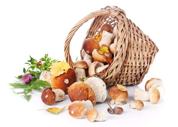 Корзина грибов на белом фоне