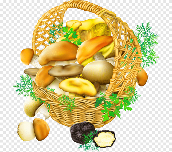 Грибы картинки для детей