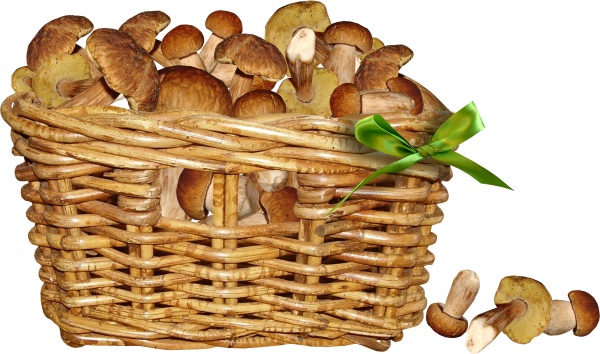 Корзинка с грибами на белом фоне