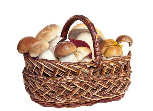 Корзина с грибами на прозрачном фоне