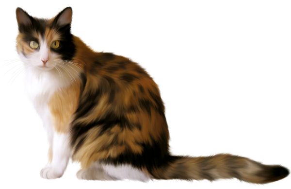 Кошка клипарт на прозрачном фоне