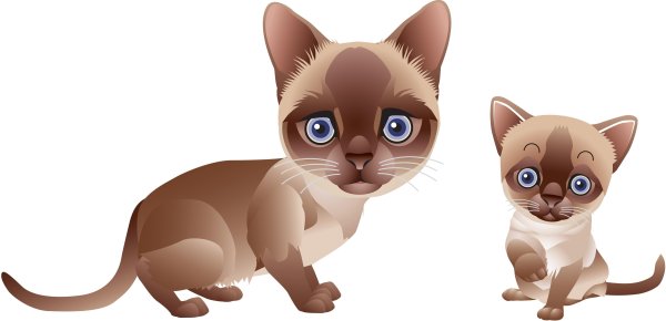 Кошка с котятами на прозрачном фоне