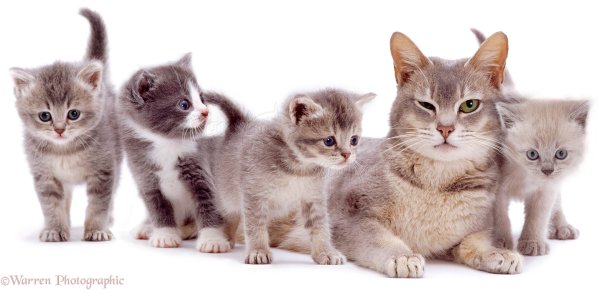 Много котят и дети