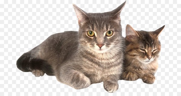 Кошка и котенок клипарт на прозрачном фоне