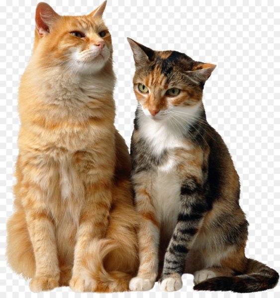 Кот и кошка