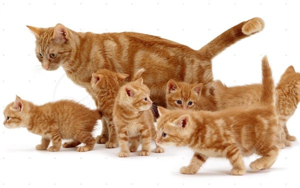 Семья рыжих котов