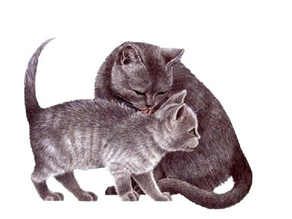 Анимашки кошки