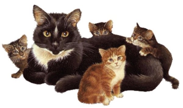 Черная кошка и пять котят