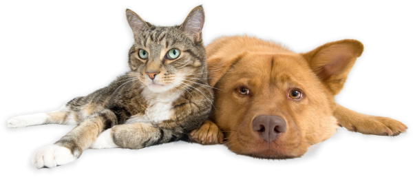 Кошка и собака на прозрачном фоне