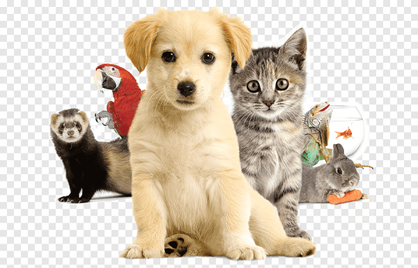 Зоотовары для собак