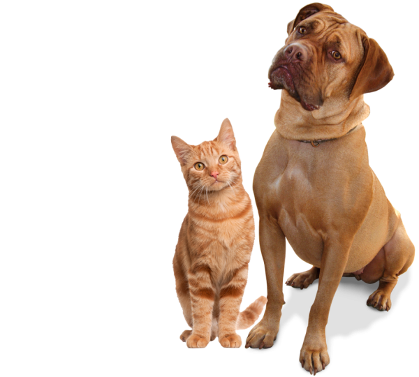 Кошка и собака без фона