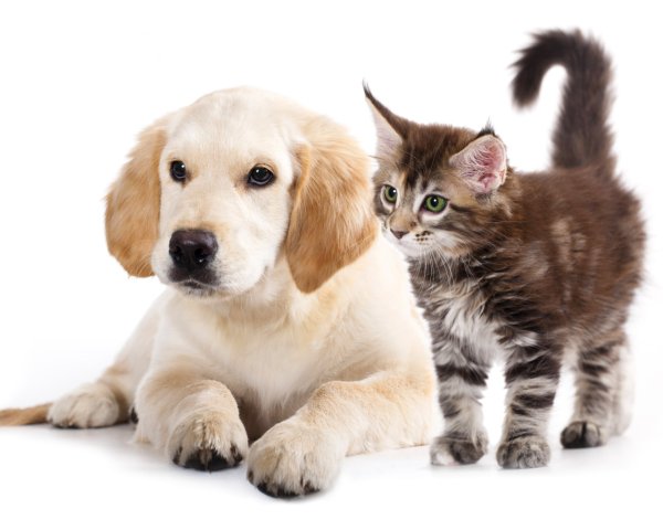 Домашние животные