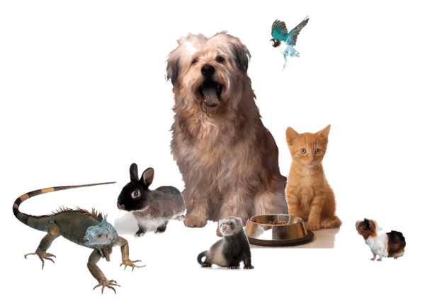 Животные на прозрачном фоне