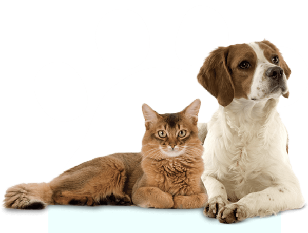 Кошка и собака на белом фоне