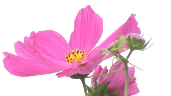 Космея на белом фоне