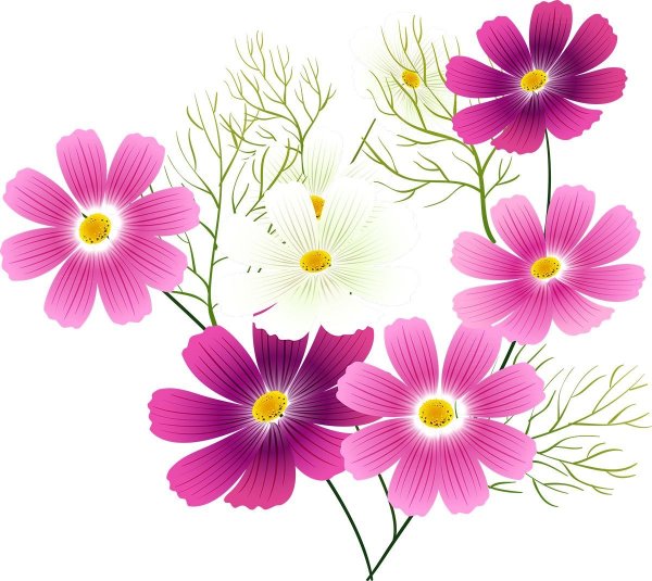 Космея цветок рисование в старшей группе