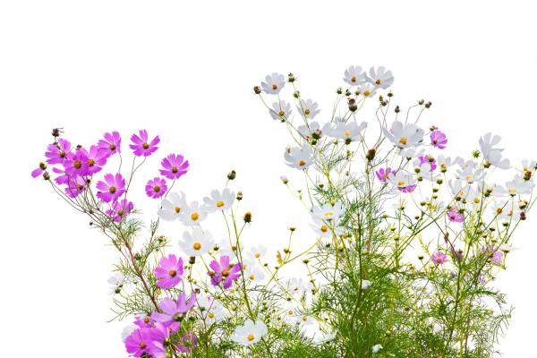 Полевые цветы на прозрачном фоне для фотошопа