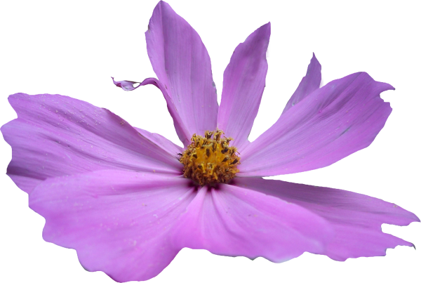 Фиолетовые цветы на прозрачном фоне