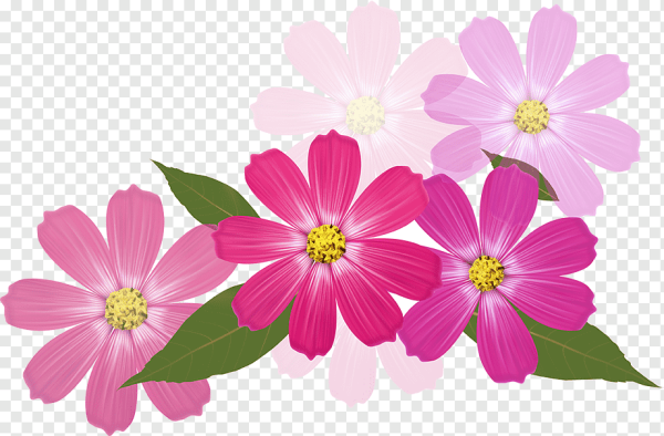 Летние цветы на прозрачном фоне