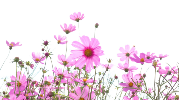 Розовая космея для фотошопа