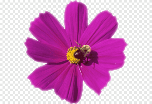 Цветок космея на прозрачном фоне