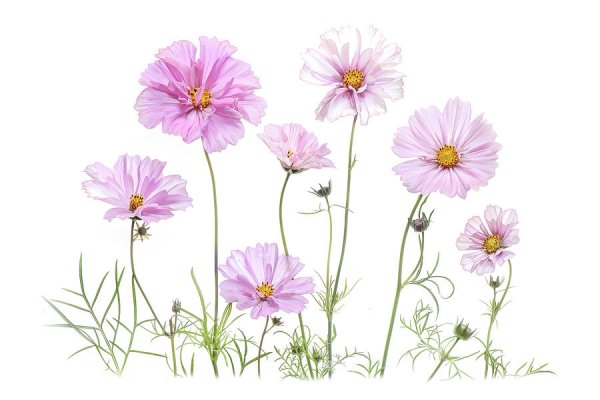 Цветок космея вектор