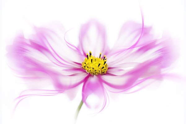 Космея на прозрачном фоне