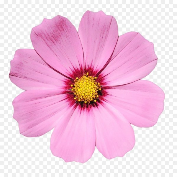 Цветы сверху