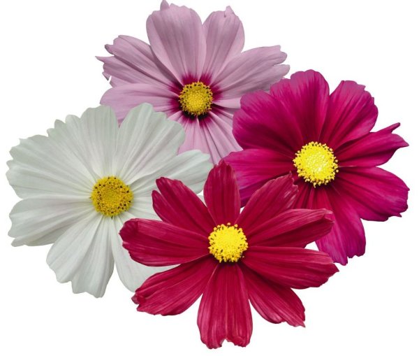 Космея Пикоти